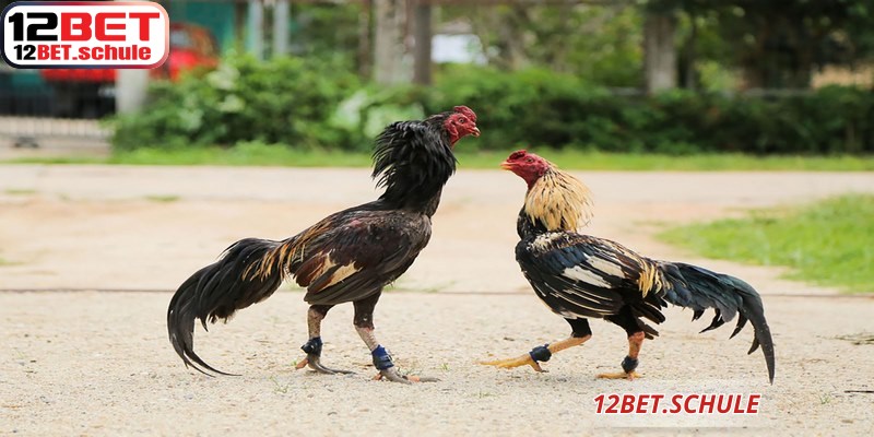 Đá Gà Ăn Tiền 12BET – Luật Chơi Và Cách Cá Cược Hiệu Quả 6 Đá gà ăn tiền 12BET luôn cập nhật trạng thái trận đấu theo thời gian thực