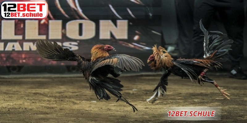 Đá Gà Ăn Tiền 12BET – Luật Chơi Và Cách Cá Cược Hiệu Quả 7 Giao diện nạp tiền và chọn kèo đá gà ăn tiền 12BET được thiết kế khoa học