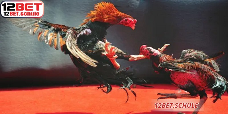 Đá Gà Trực Tiếp 12BET – Sảnh Cược Đẳng Cấp Và Uy Tín 6 Màn hình trực tiếp sắc nét giúp người chơi theo dõi trọn vẹn đá gà trực tiếp 12BET